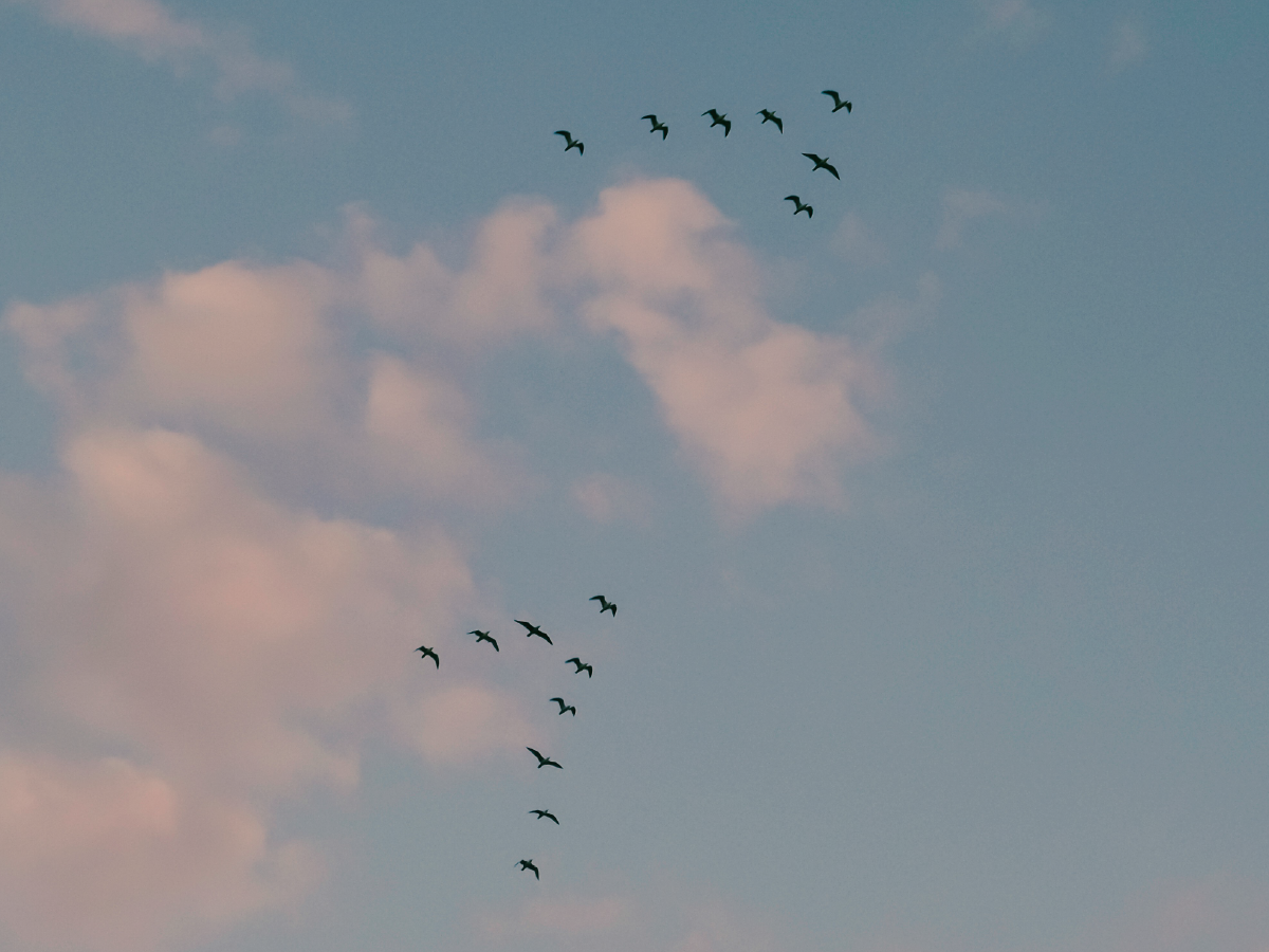 Geese Formation Geese Formation