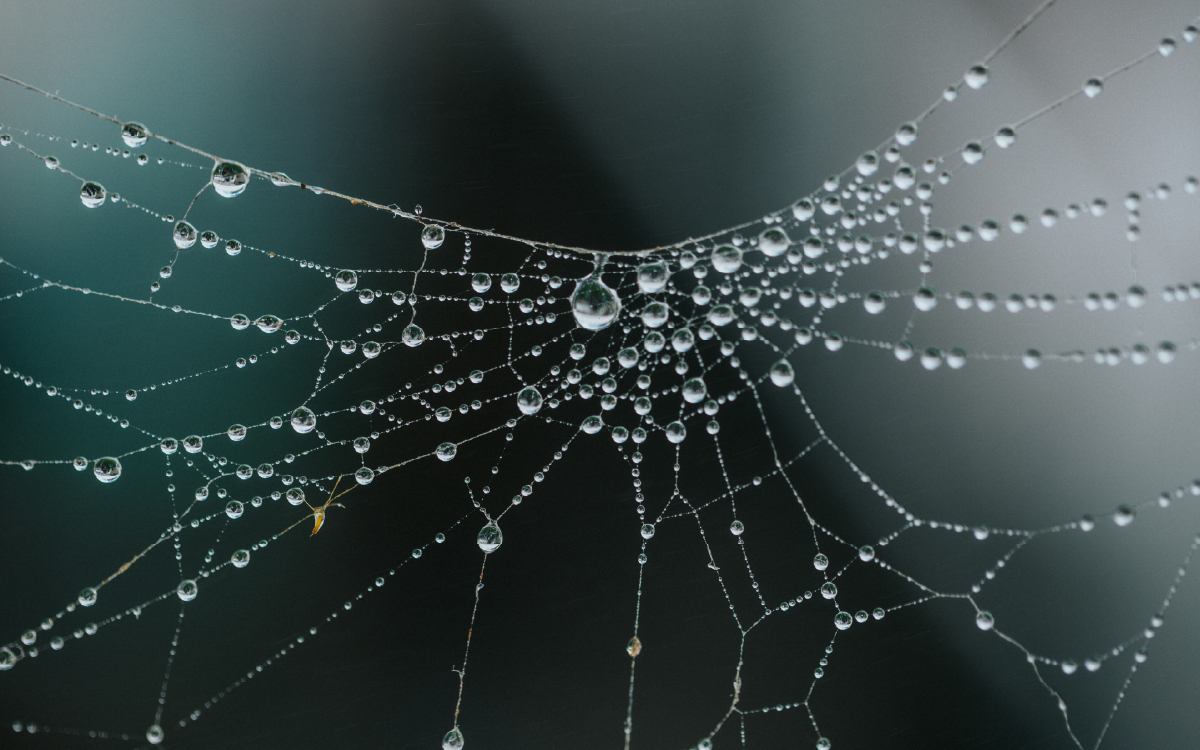 Spiderweb Intricate spiderweb illustrating the interconnected consequences of incomplete metadata